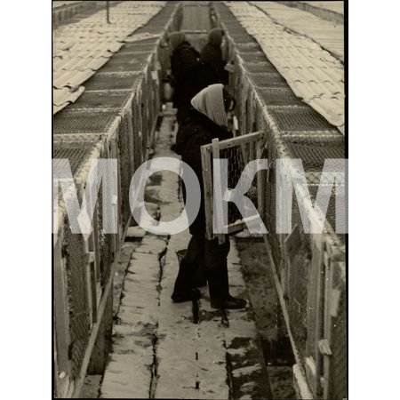 Фотокопия. Звероферма Фотокопия. Звероферма